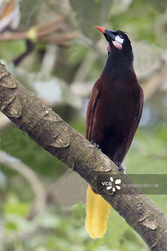 蒙特祖玛拟鹂图片素材