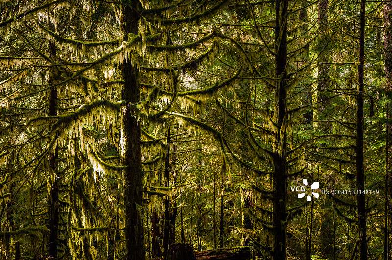 霍赫雨林图片素材