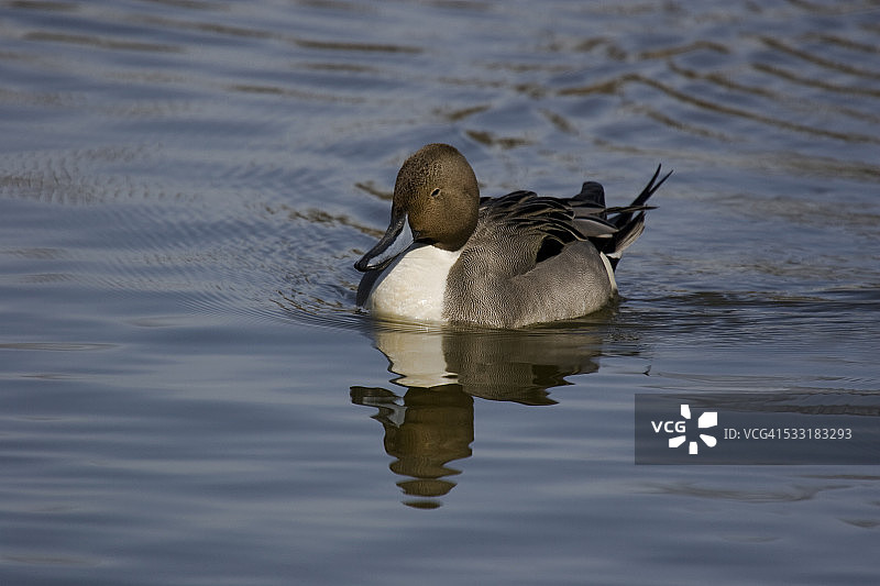 绿头鸭在水道中巡游图片素材