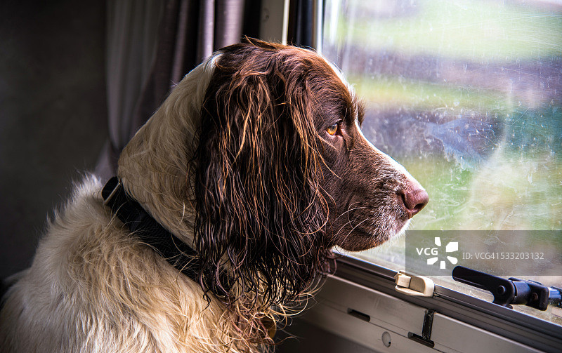 小狗看着房车车窗外，约克郡河谷图片素材
