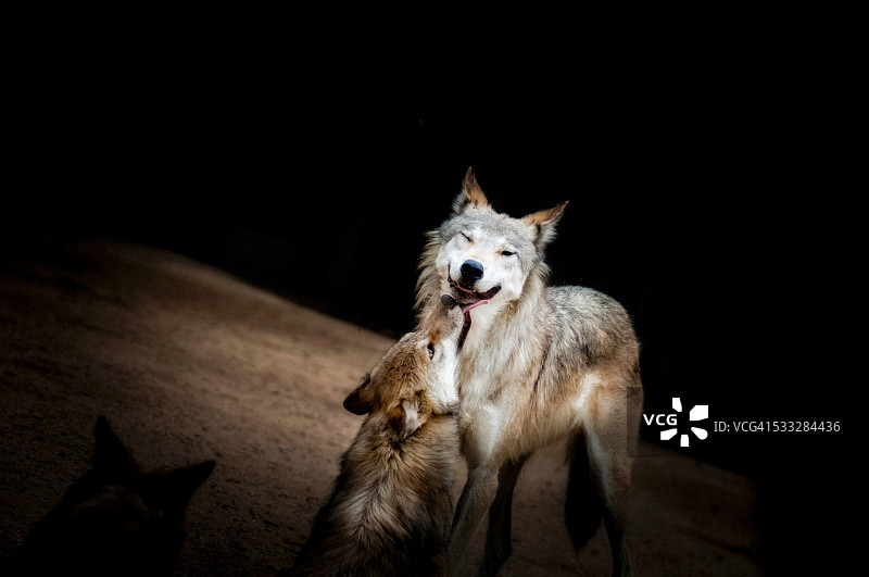 狼和它的幼崽，北极狼图片素材