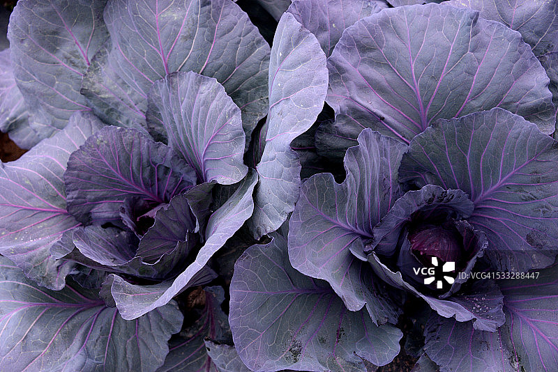 紫色的卷心菜图片素材