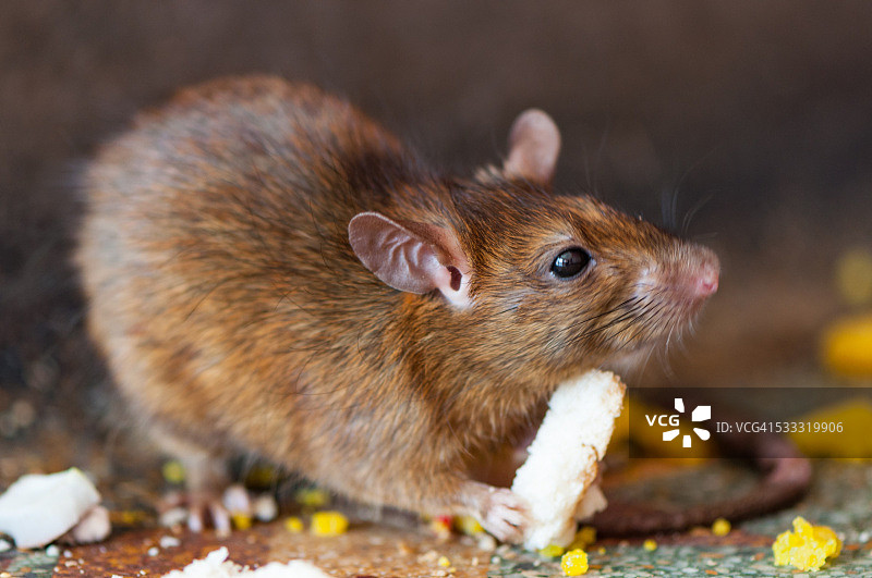 卡尔尼·玛塔鼠庙，印度拉贾斯坦邦比卡内尔附近代什诺克图片素材