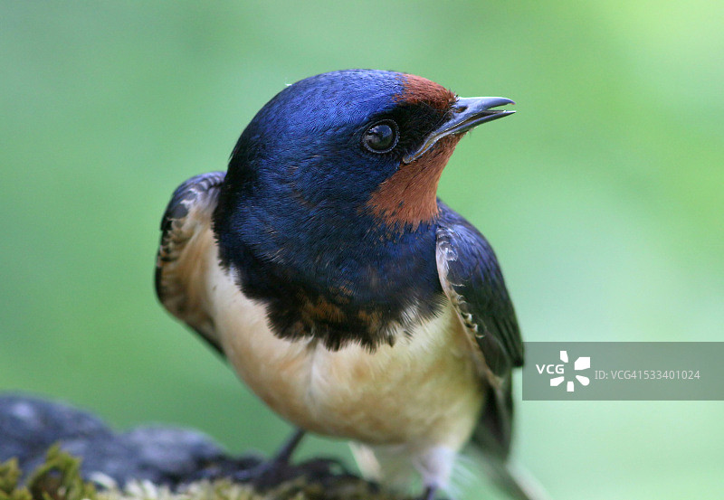 家燕特写图片素材