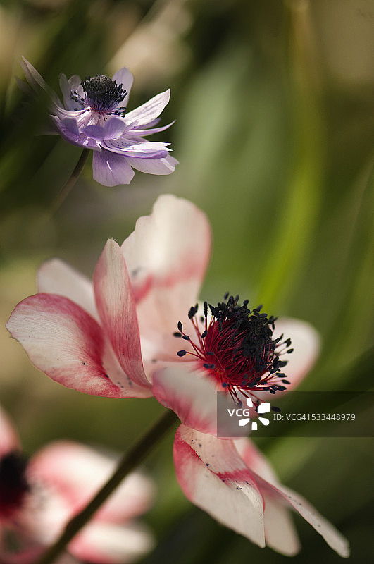 罂粟银莲花图片素材