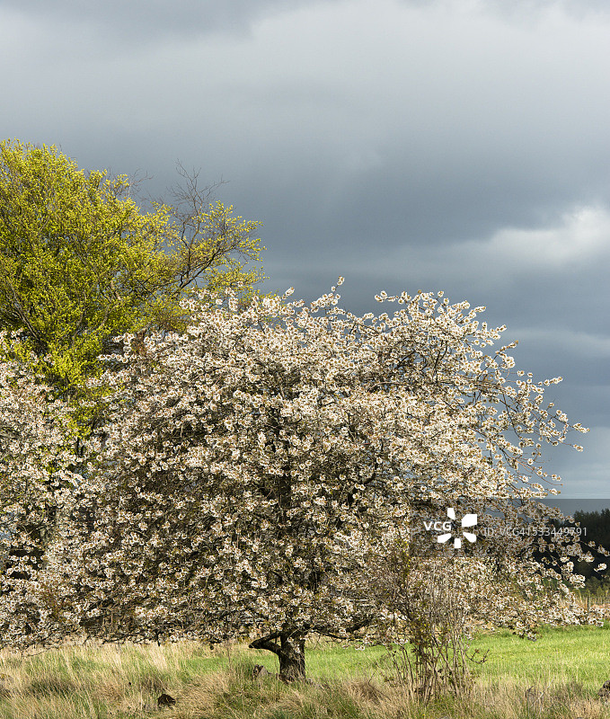 野生樱桃花图片素材