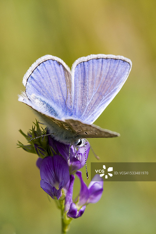 银纹蓝灰蝶图片素材