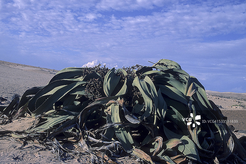 百岁兰图片素材
