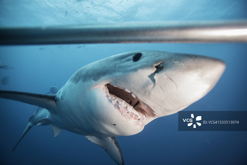 张开嘴的鲨鱼图片素材