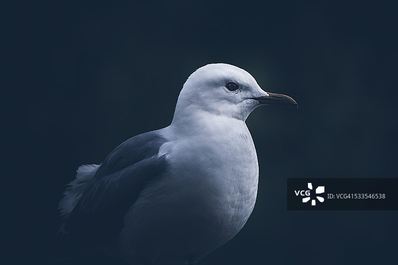普通海鸥的阴郁肖像图片素材