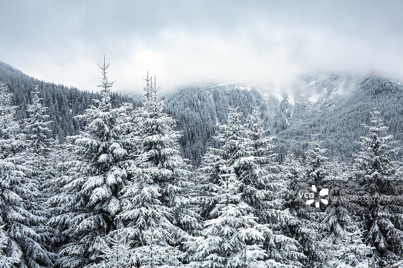 雪山森林图片素材