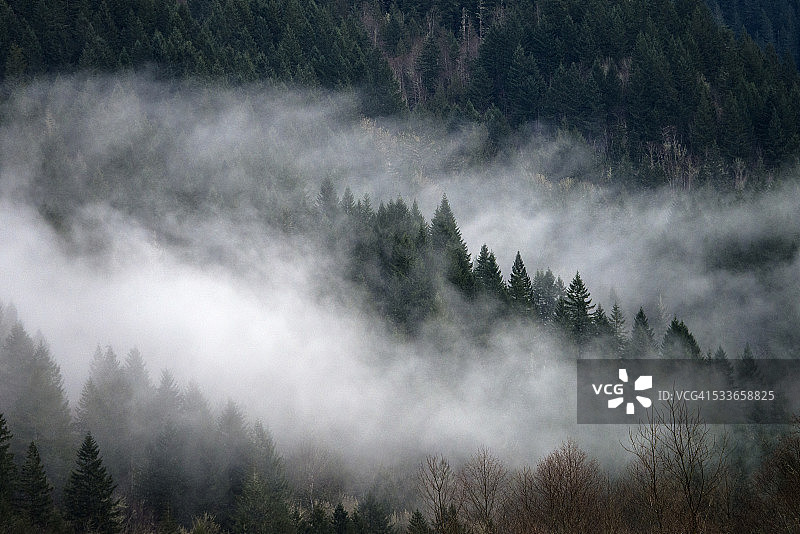 雾中的山地森林图片素材