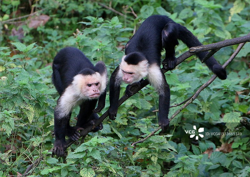 白面卷尾猴图片素材