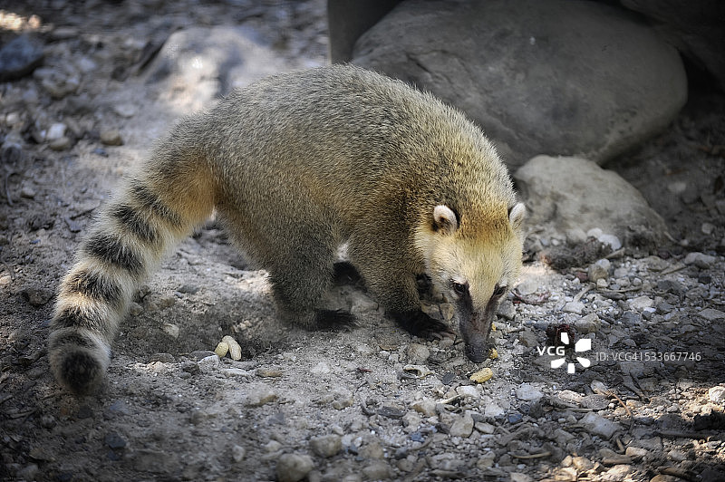 南美浣熊（Nasua nasua）图片素材