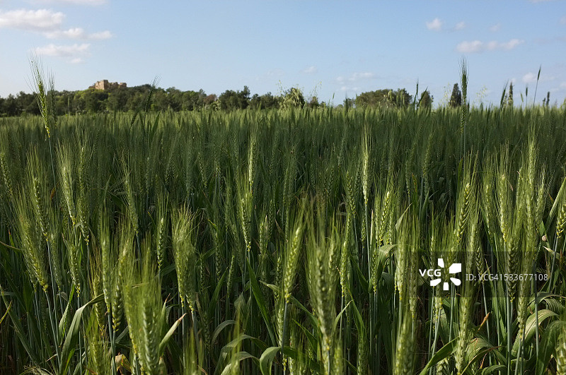 埃梅克·赫费尔/赫费尔谷地的农业图片素材