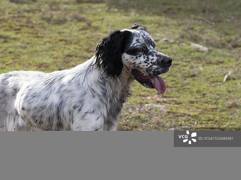 田野里喘气的猎犬图片素材