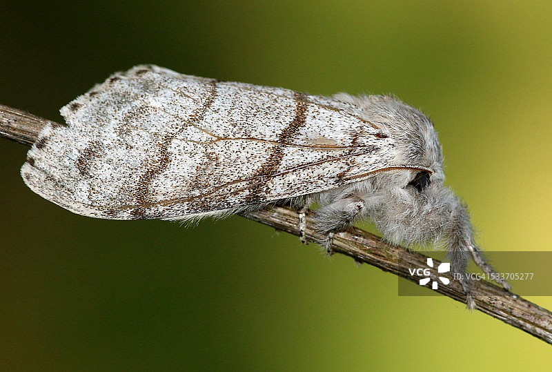 雌性淡色柞蚕蛾图片素材