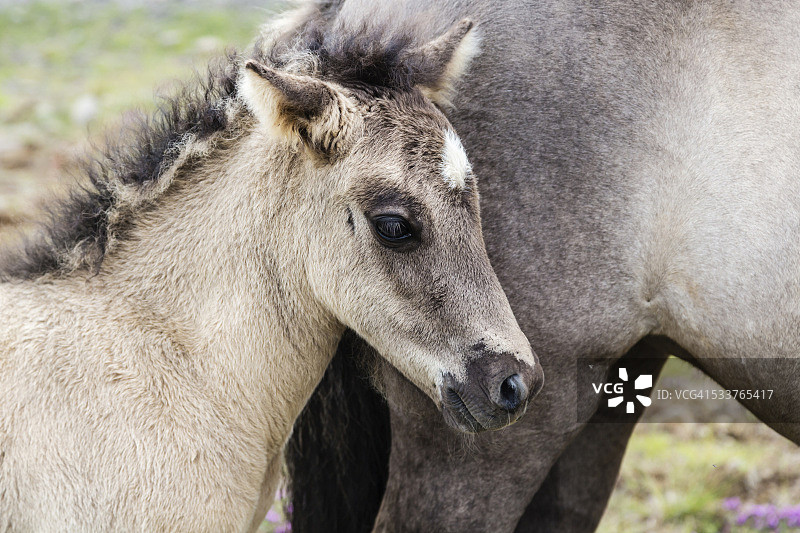 冰岛马驹和母马特写图片素材