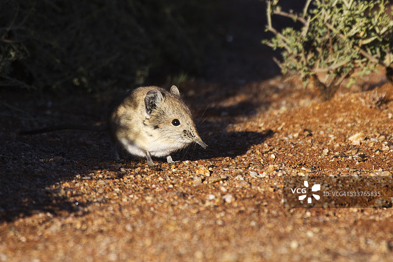 鼩鼱从阴影中探出头的特写图片素材