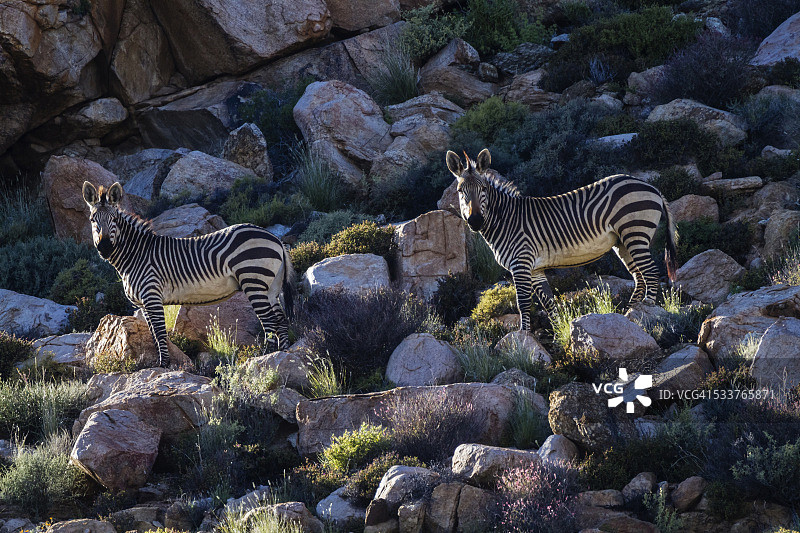 在多石山坡草地上吃草的斑马群图片素材