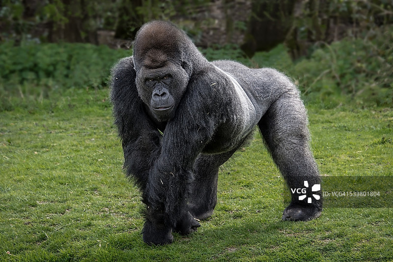 银背大猩猩图片素材