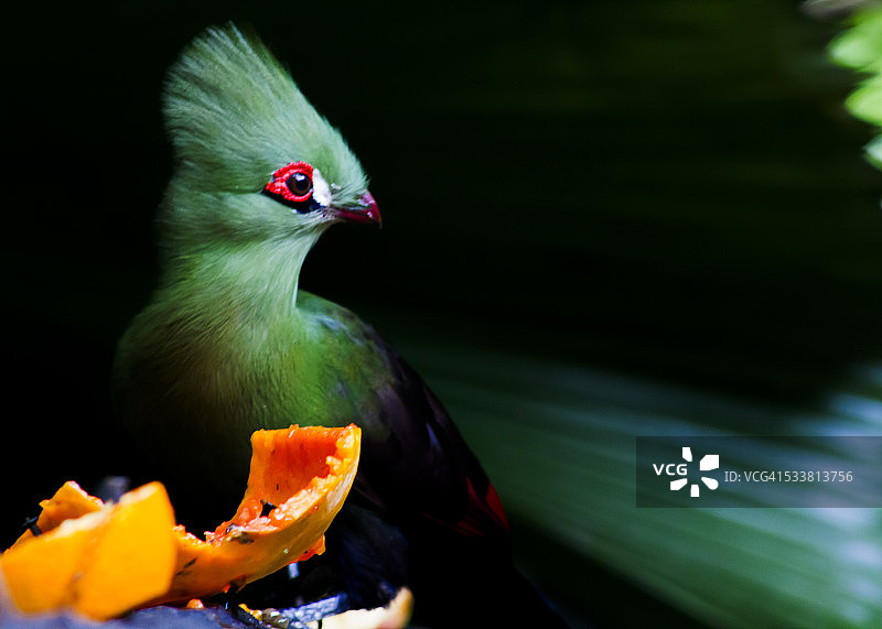 几内亚蕉鹃图片素材