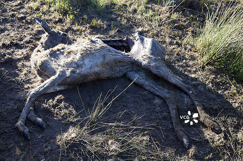 被部分啃食的死亡雌鹿图片素材
