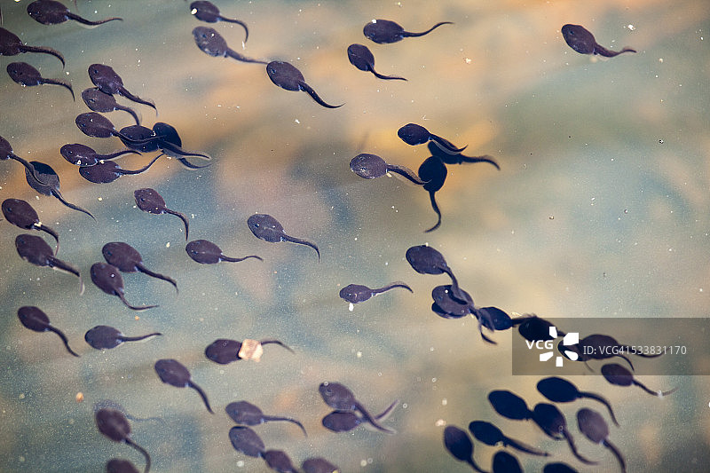 在池塘里游泳的蝌蚪图片素材