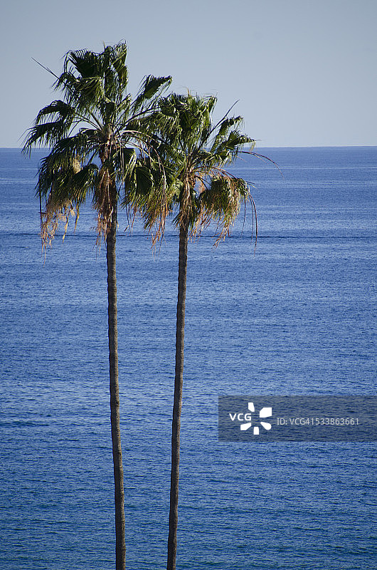 高大的海洋棕榈树图片素材