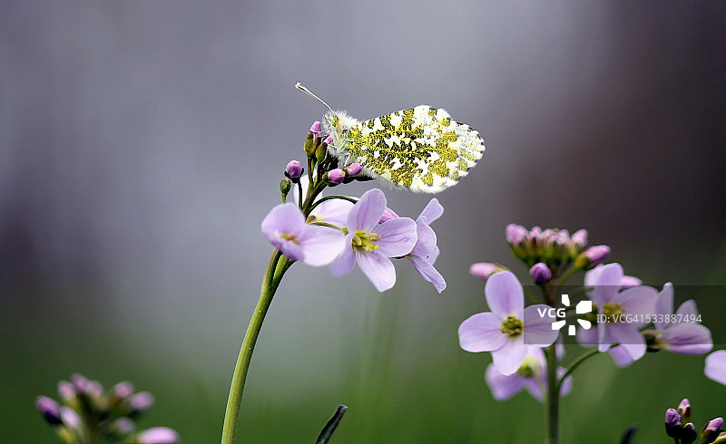 春季橙色尖端雌性图片素材