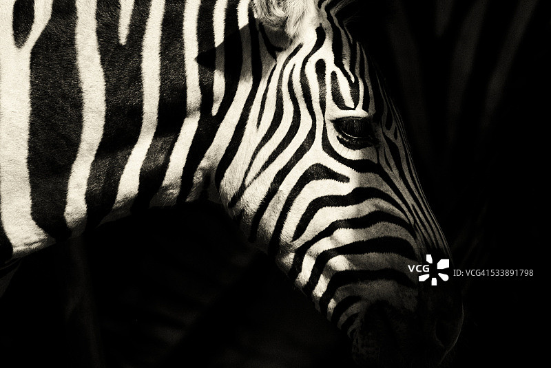 斑马图片素材