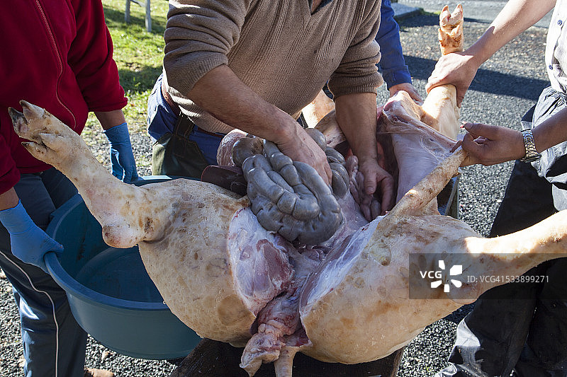 猪的内脏图片素材