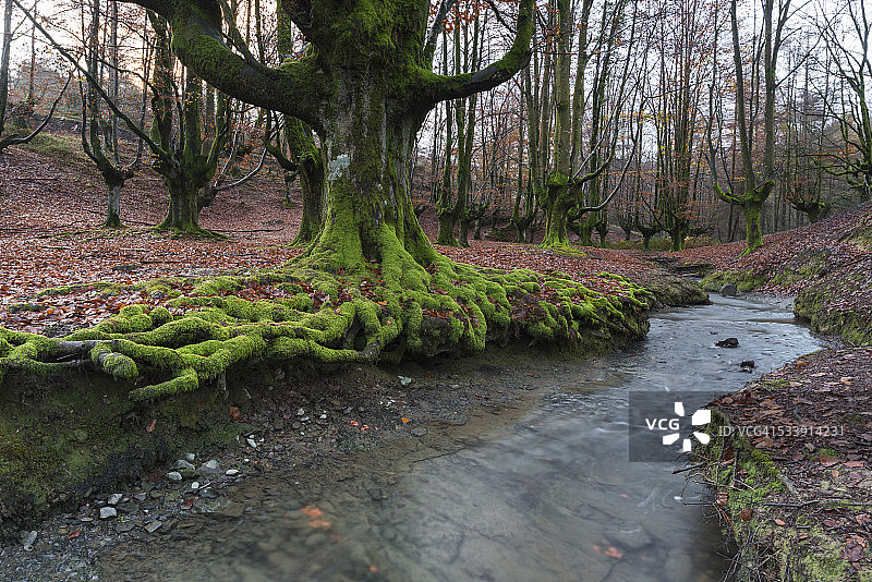 在森林里图片素材