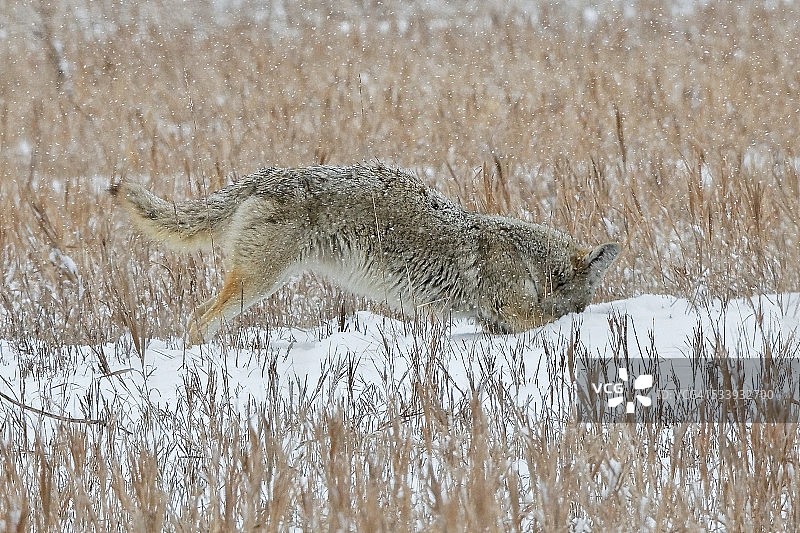 在雪地里埋头觅食的郊狼图片素材