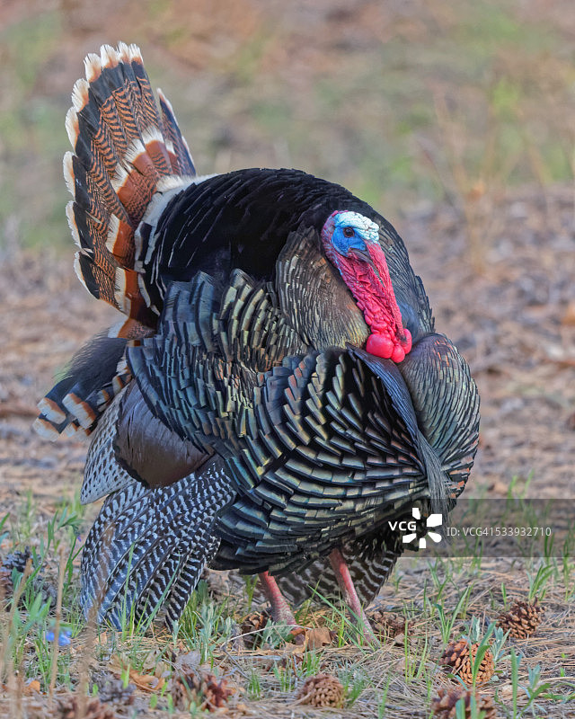 长须火鸡炫耀身姿图片素材
