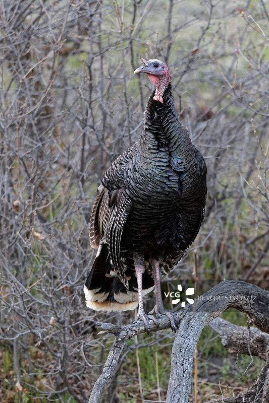 野火鸡幼鸟栖息在树枝上图片素材