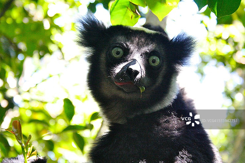 雄性大狐猴图片素材