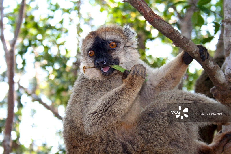 棕色狐猴图片素材