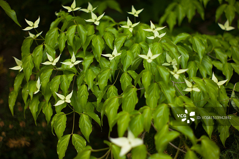 星星花图片素材