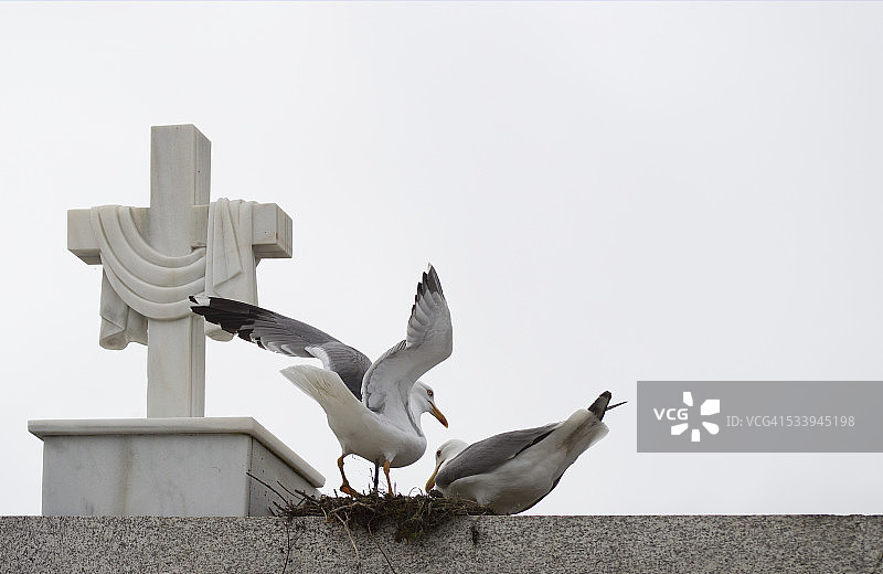 墓地中的海鸥巢穴图片素材