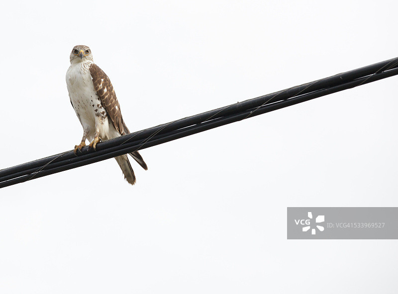 野生动物图片素材