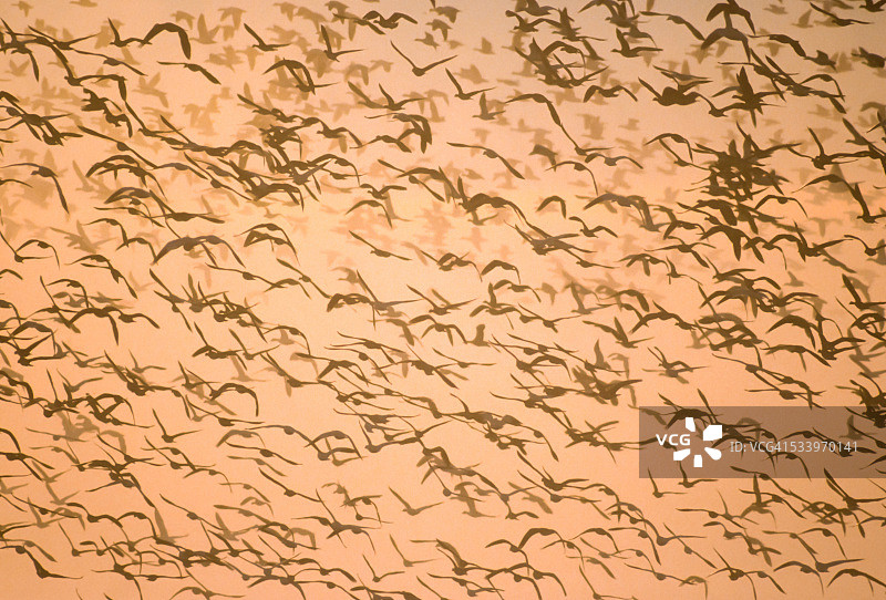 野生动物图片素材