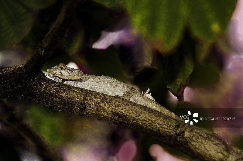 野生动物图片素材