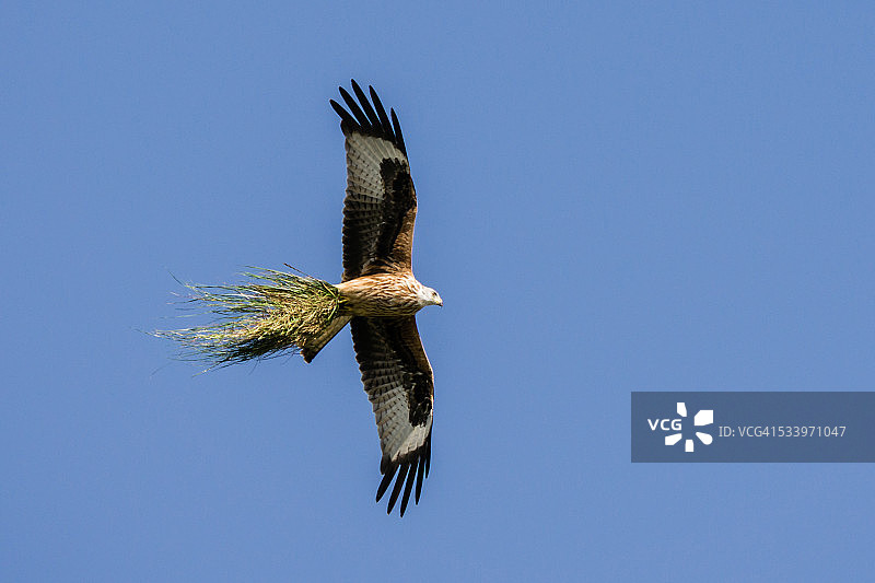 野生动物图片素材