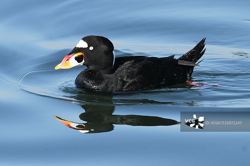 野生动物图片素材