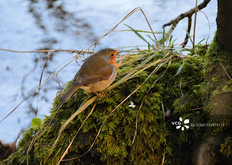 在湖边图片素材