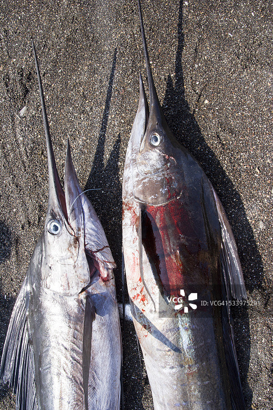 沙滩上的剑鱼图片素材