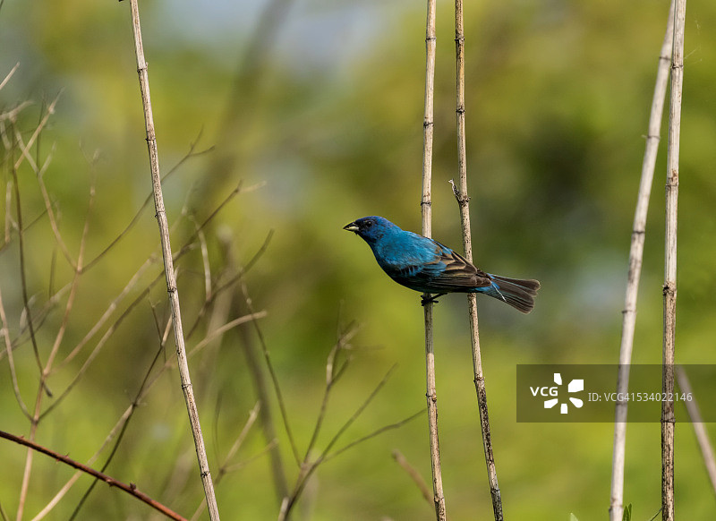 蓝色靛蓝彩雀图片素材