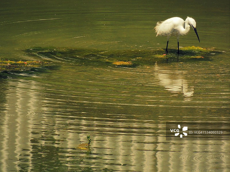 伊朗水面倒影中的白鹭图片素材