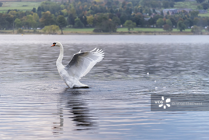 天鹅式拉伸图片素材